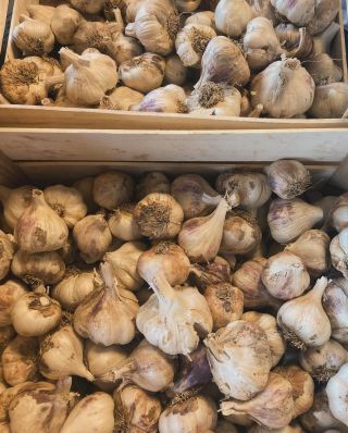 💙 Česnek, výborný vysušený český česnek z Polabí. Vhodný na uskladnění na zimu. 🧄👩‍🌾💙